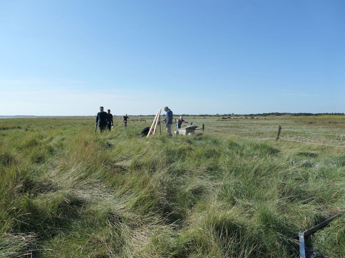 Removal of the poles in the salt marsh